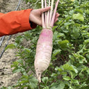 East Sea Fruit Radish Seeds, 5g