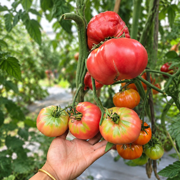 1128 Sagittarius Tomato, 5 Seeds