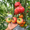1128 Sagittarius Tomato, 5 Seeds