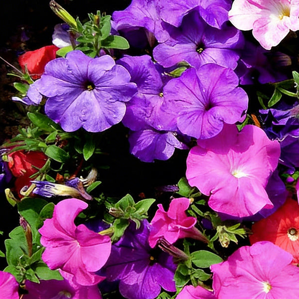 Petunia, 500 Seeds