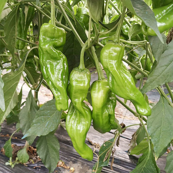 'Zhongjiao Bopila No.1' Pepper, 100 Seeds