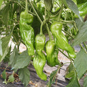 'Zhongjiao Bopila No.1' Pepper, 100 Seeds