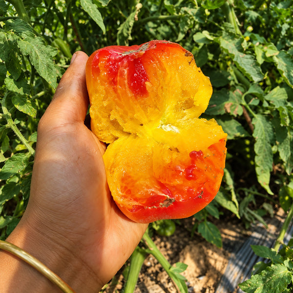 328 Weary Sun Tomato, 5 Seeds