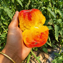328 Weary Sun Tomato, 5 Seeds