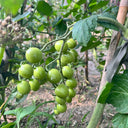 Yanbai No. 9 Cherry Tomato, 20 Seeds