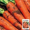 Five-Inch Ginseng Carrot Seeds, 10g