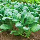 Little Shanghai F1 Bok Choy Seeds, 5g