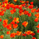 Eschscholzia californica Seeds