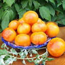 730 Yellow Surprise Tomato, 5 Seeds