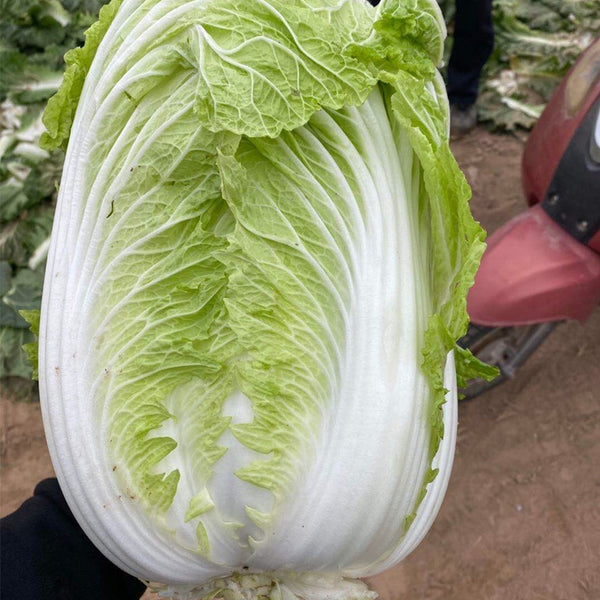 'Shengqiu 80' Chinese Cabbage Seeds, 20g
