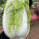 'Shengqiu 80' Chinese Cabbage Seeds, 20g