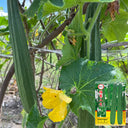 Jiemei Yaxiu No. 2 Luffa, 20 Seeds