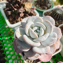 Echeveria laui, 50 Seeds