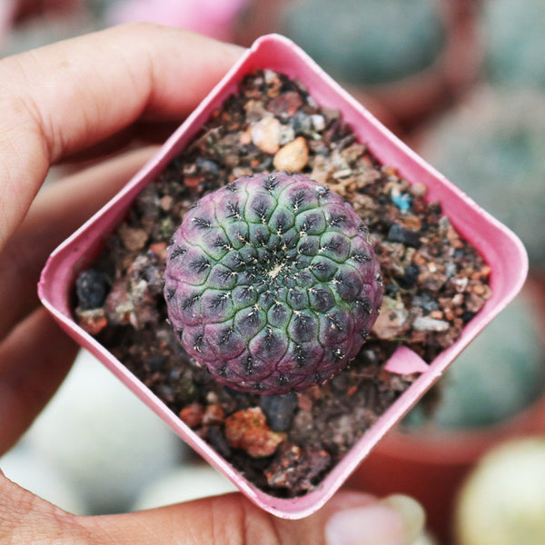 Sulcorebutia rauschii Live Cactus, 2-3cm