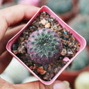 Sulcorebutia rauschii Live Cactus, 2-3cm