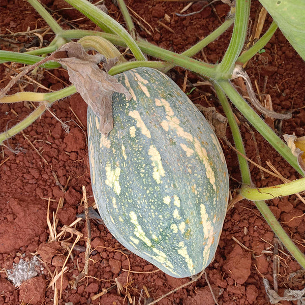 Sweet Taro Flavor Pumpkin Seeds, 10g