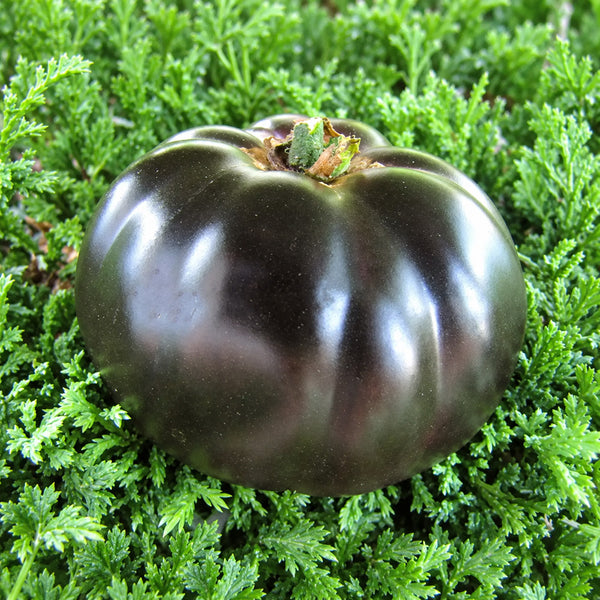 333 Dirty Curty Tomato, 5 Seeds
