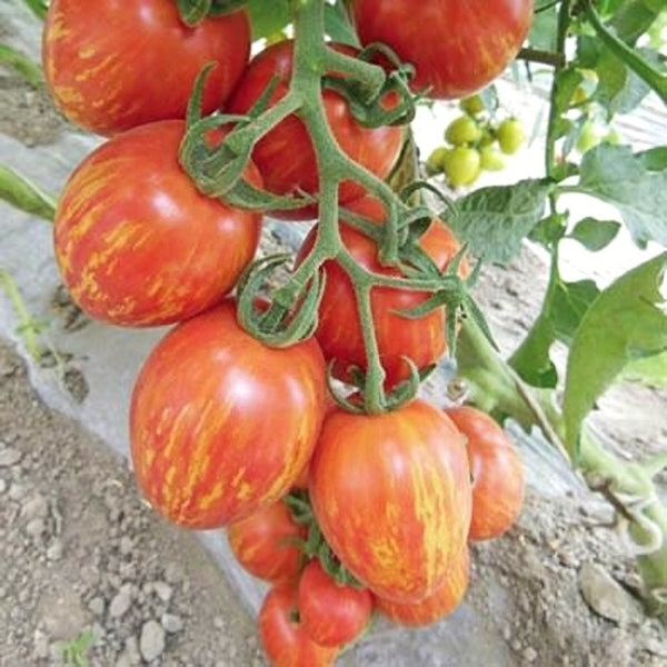 Red Pear Tomato, 100 Seeds