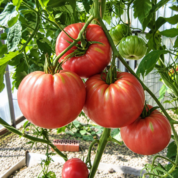 48 Minusinsk Apple Tomato, 5 Seeds
