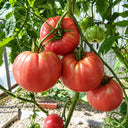 48 Minusinsk Apple Tomato, 5 Seeds