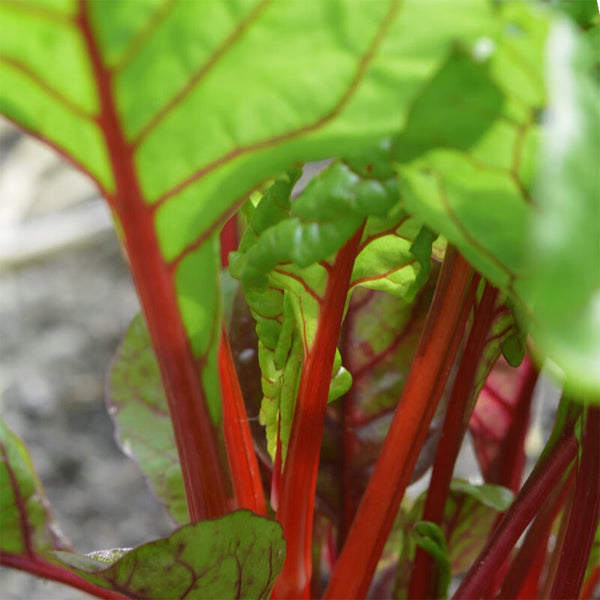 Red-Stemmed Chard Seeds, 10g