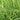Bermudagrass, 50 Grams Hulled Coated Seeds