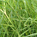 Bermudagrass, 50 Grams Hulled Coated Seeds