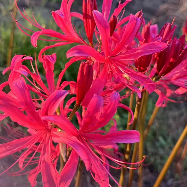 Rose Lycoris, 1 Bulb