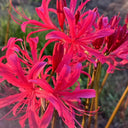 Rose Lycoris, 1 Bulb