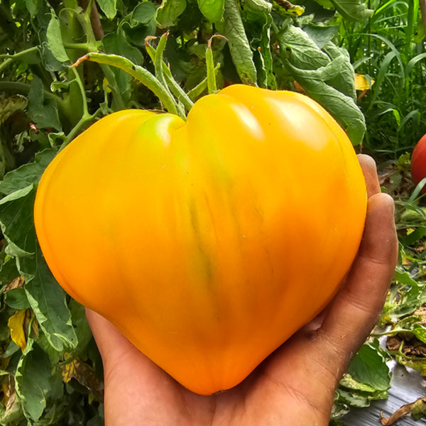 'Lyuba's Heart' Tomato Seeds, 5 Seeds