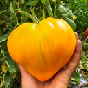 'Lyuba's Heart' Tomato Seeds, 5 Seeds