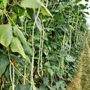 'Zhengjiang Yinshuai' Cowpea Seeds, 30g
