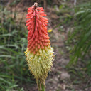Torch Lily, 100 Seeds