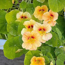 Sunburst' Yellow Nasturtium Seeds, 50 Seeds