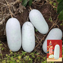 Fenbailong Wax Gourd Seeds, 20 Seeds