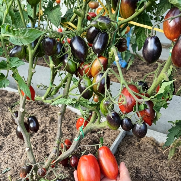 780 Dwarf Tai Chi Tomato, 5 Seeds