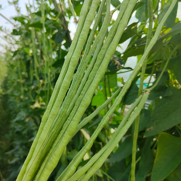 Jiemei No.6 Long Bean Seeds, 20g