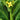 Nongyan Yellow-Flowered Chinese Kale Seeds, 20g