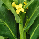 Nongyan Yellow-Flowered Chinese Kale Seeds, 20g