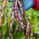 No.8 Red Pole Bean Seeds, 10g