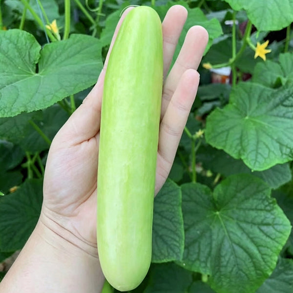 'Zhongnong Cuiyu No.4' Fruit Cucumber, 100 Seeds
