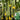 Thailand Medium Green Luffa, 100 Seeds