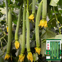 Thailand Medium Green Luffa, 100 Seeds
