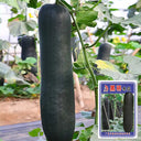 Black General Wax Gourd Seeds, 5g