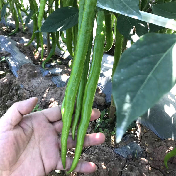 Xiangla No.6 Chili Pepper Seeds, 60 Seeds