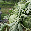 Green Phoenix F1 Giant Watermelon, 20 Seeds