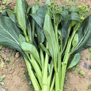 Meiqi No.1 Sweet Choy Sum Seeds, 10g