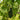 Black Ribbed Crisp Melon Seeds, 2g