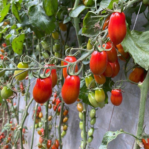 'Royal Pearl Peanut' Tomato Seeds, 20 Seeds