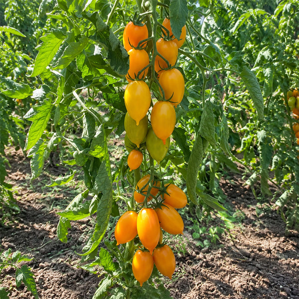 16 MärchenZauber Fairytale Magic Tomato, 5 Seeds